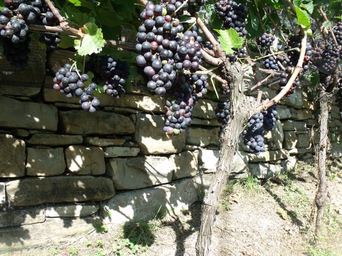 Valdepol Vigna Corletta Uva Pinot Nero Matura