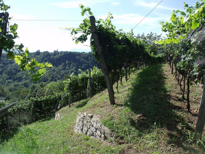 Vigna Corletta Chiesa di Garna sullo sfondo