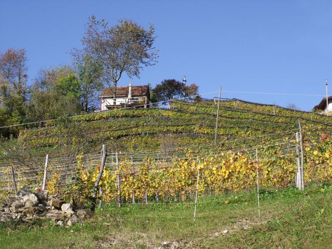 Vigneto Cors Autunno