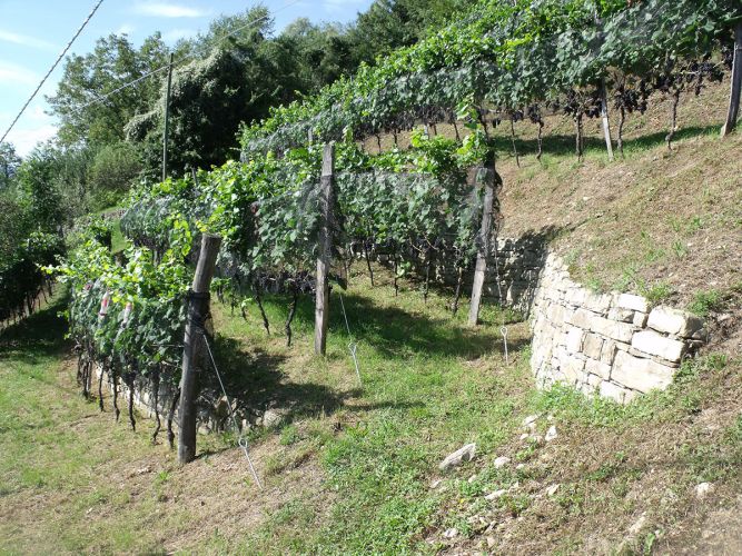 Valdepol Vigna Corletta Viti in Produzione