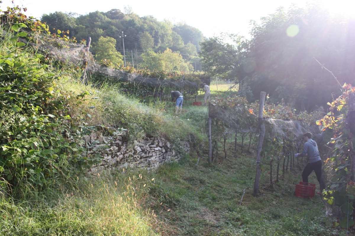 Valdepol vendemmia pinot nero Frazesca 2020