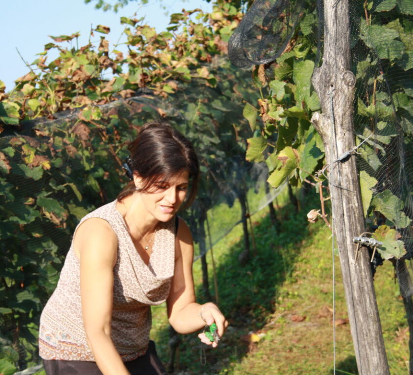 Katja Zanon Lavoro in Vigna vendemmia pinot nero valdepol 2020