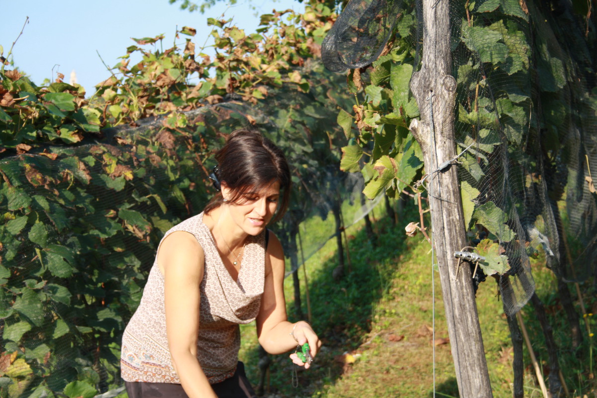 Katja Zanon Lavoro in Vigna vendemmia pinot nero valdepol 2020